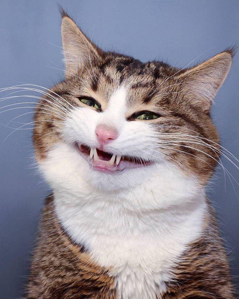 Instagram.com/rexiecat